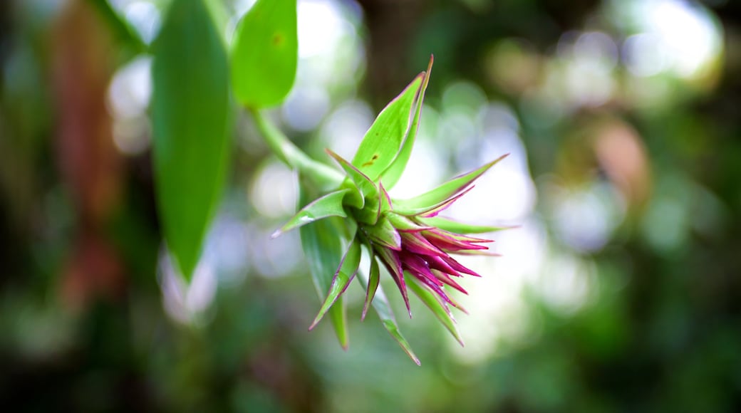 Jardin botanique Orquideas Moxviquil montrant fleurs sauvages