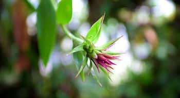 Botanischer Garten Orquideas Moxviduil mit einem Wildblumen