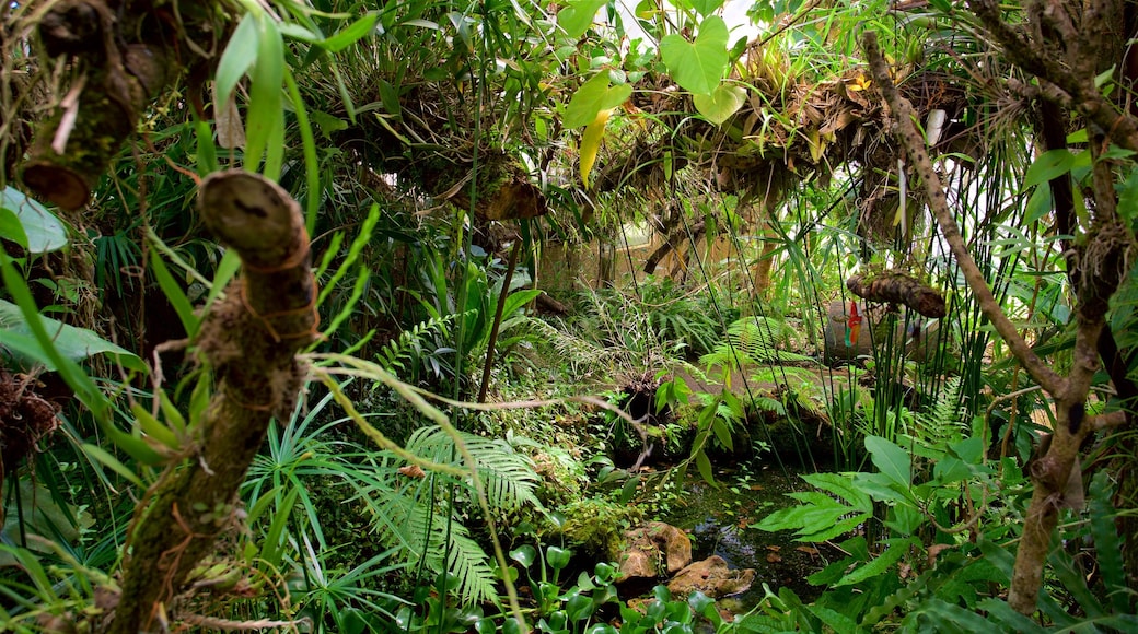 Jardín botánico de orquídeas Moxviquil mostrando escenas forestales