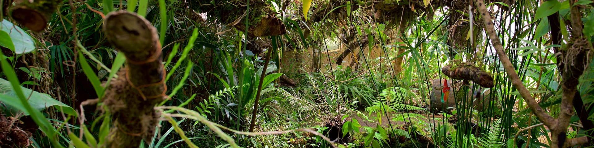 モスビドゥイル蘭植物園 フィーチャー 森林の風景