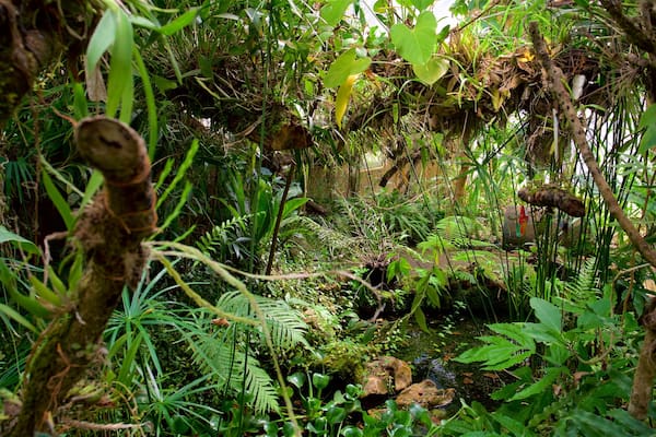 モスビドゥイル蘭植物園 フィーチャー 森林の風景