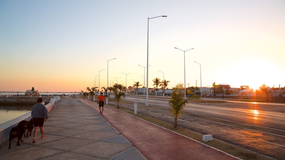 Promenade en bord de mer de Campeche montrant randonnée ou marche à pied, coucher de soleil et animaux domestiques ou inoffensifs