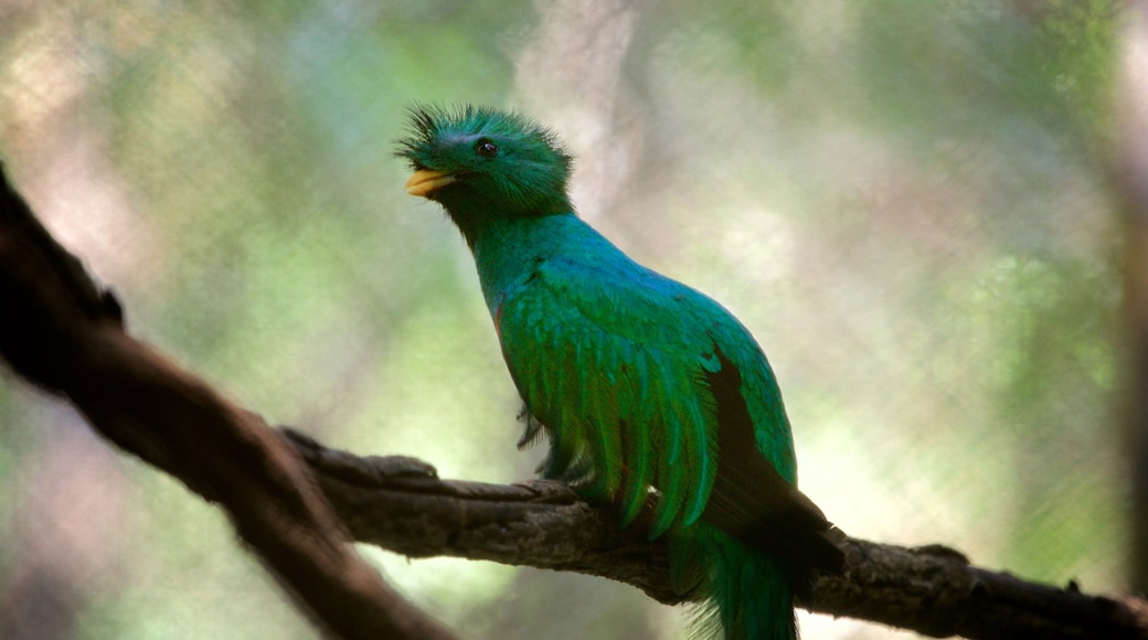 Miguel Alvarez del Toro Zoo which includes bird life