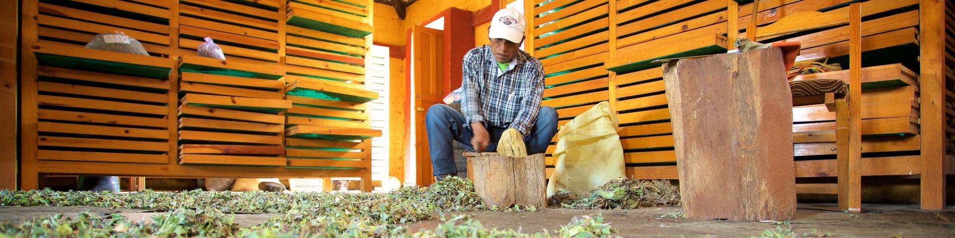 Maya-Medizinmuseum welches beinhaltet Innenansichten sowie einzelner Mann