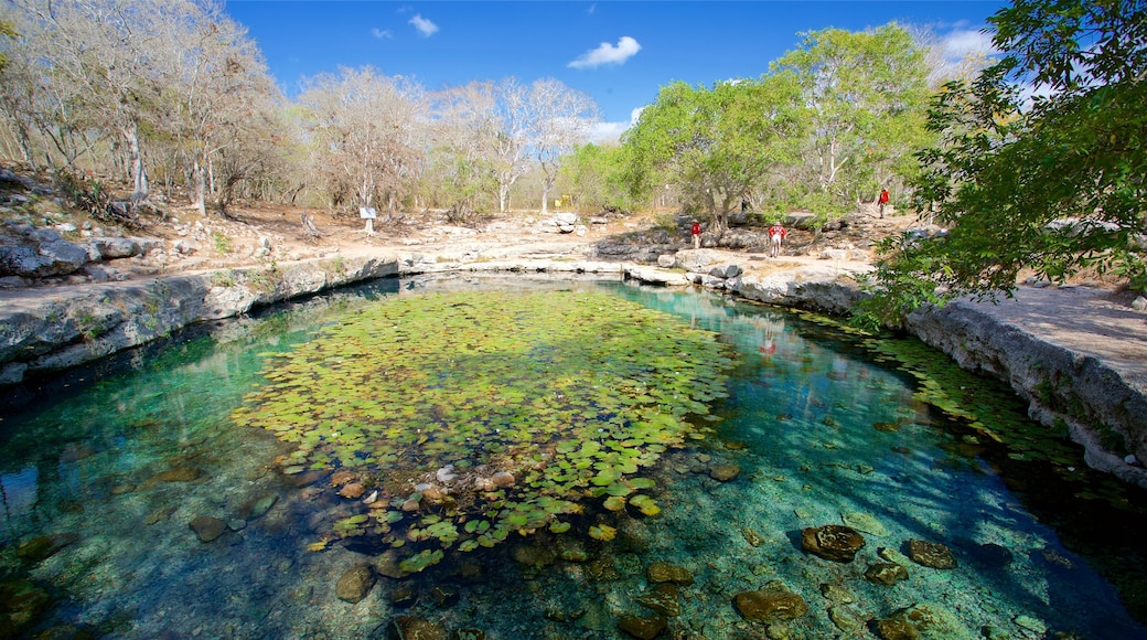 Dzibilchaltun Ruins showing tranquil scenes and a pond