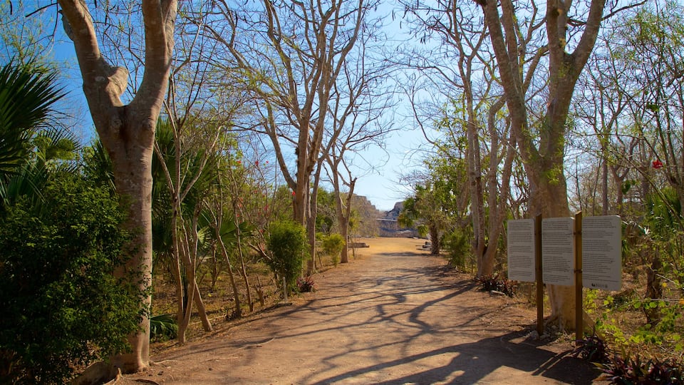 Maya-Ruinenstadt Mayapán das einen Park und Wälder
