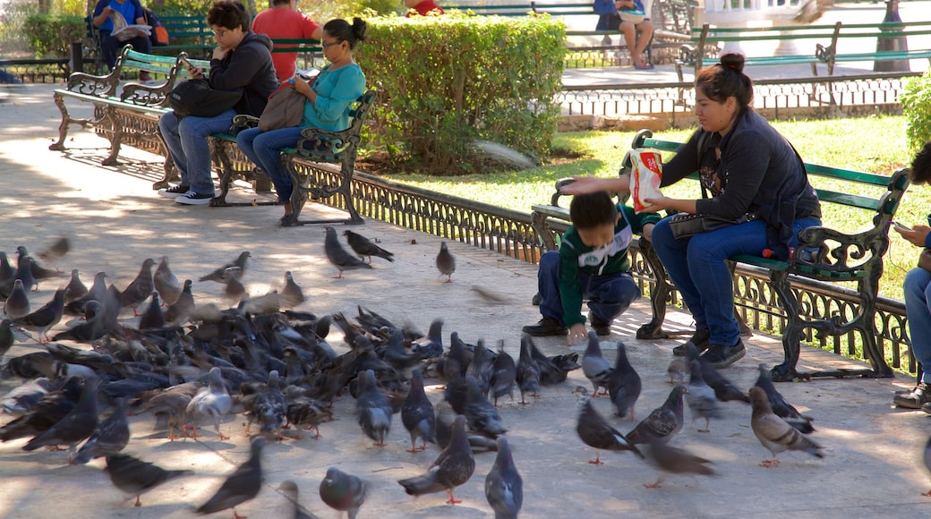 Plaza Grande mostrando un jardín y aves y también una familia