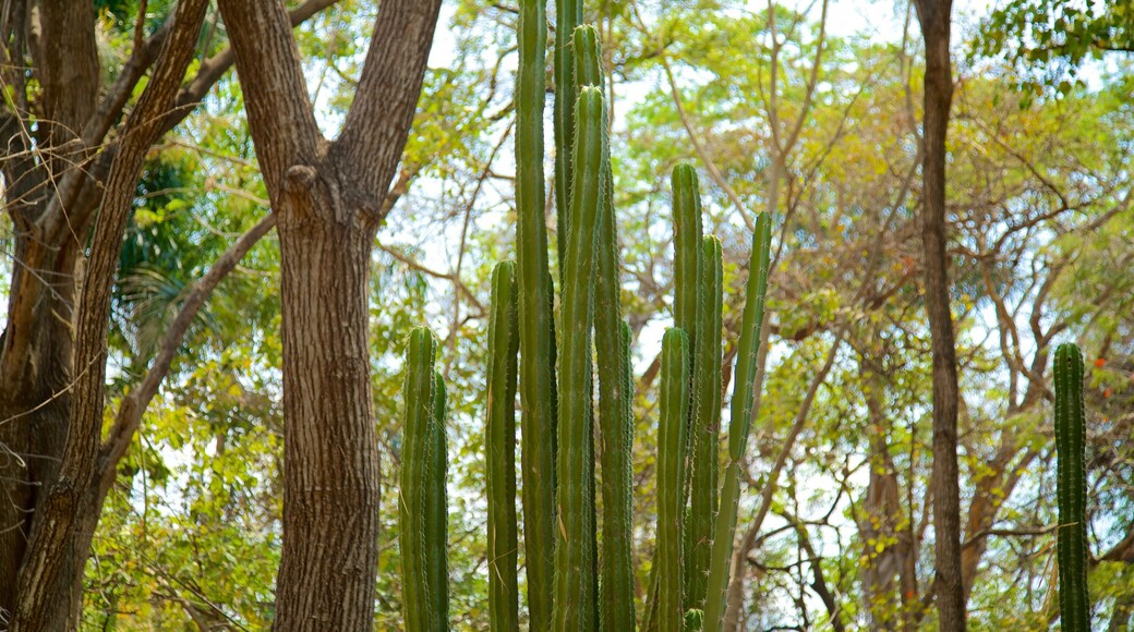 Dr. Faustino Miranda Botanical Garden showing a garden