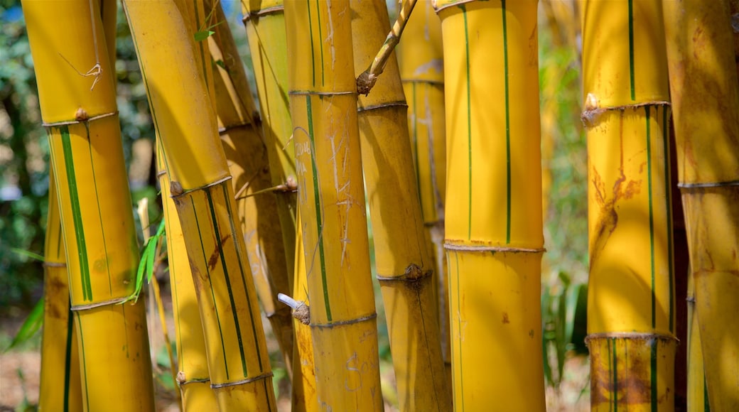 Dr. Faustino Miranda Botanical Garden toont een tuin