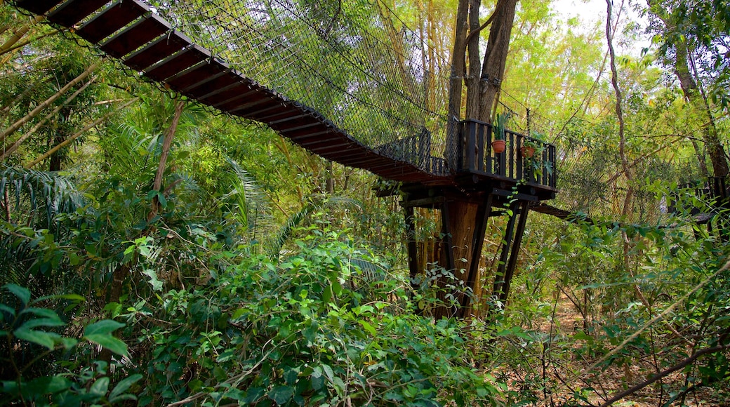 Dr. Faustino Miranda Botanical Garden which includes a garden and a bridge