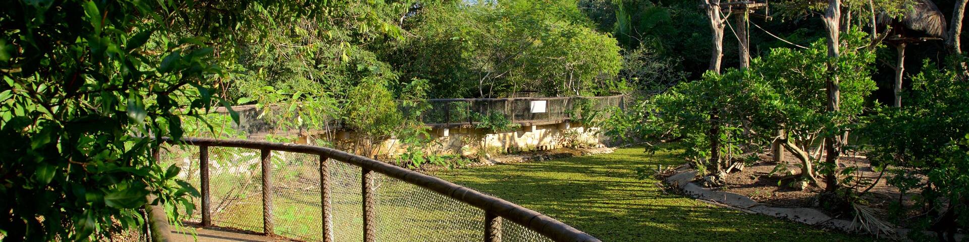 Aluxes Eco Park das einen Zootiere