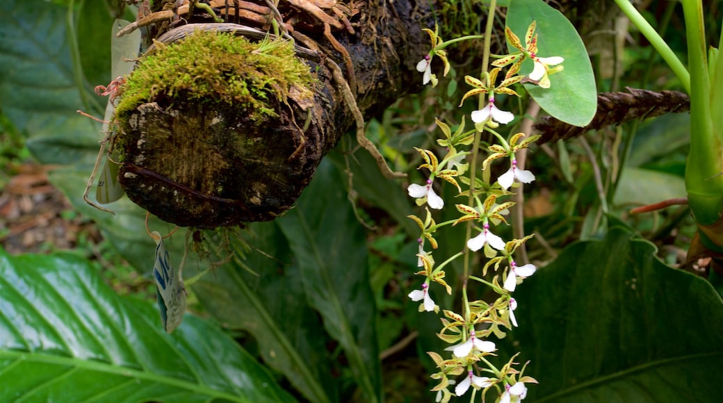 Botanischer Garten Orquideas Moxviduil mit einem Garten