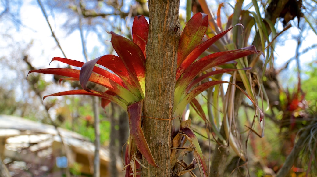 Jardin botanique Orquideas Moxviquil mettant en vedette jardin