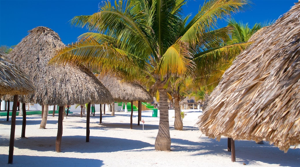 Playa Bonita que incluye escenas tropicales y una playa de arena