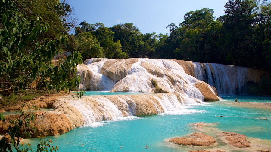 Cascadas de Agua Azul featuring a waterfall and a river or creek