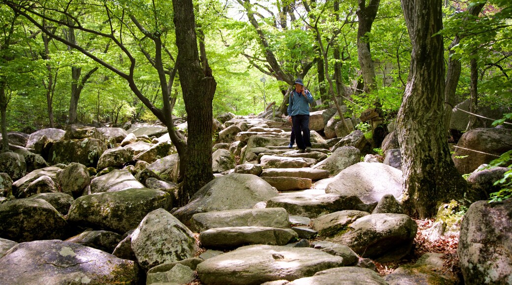 Geumjeongsan featuring forest scenes as well as a couple