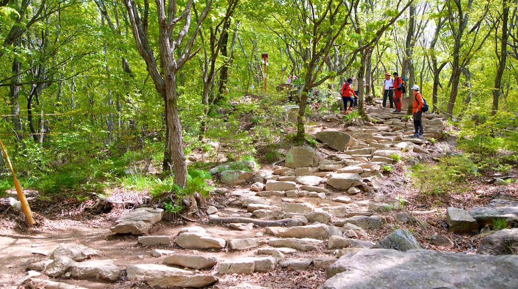 Núi Geumjeongsan trong đó bao gồm rừng rậm cũng như nhóm nhỏ