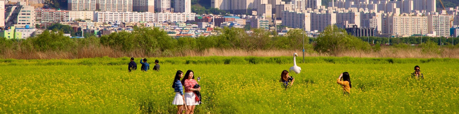 Busan welches beinhaltet Stadt, ruhige Szenerie und Wildblumen