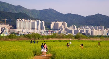 Pusan presenterar en stad, berg och blommor