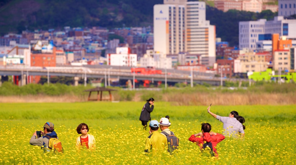 Pusan som inkluderar stillsam natur, blommor och en stad