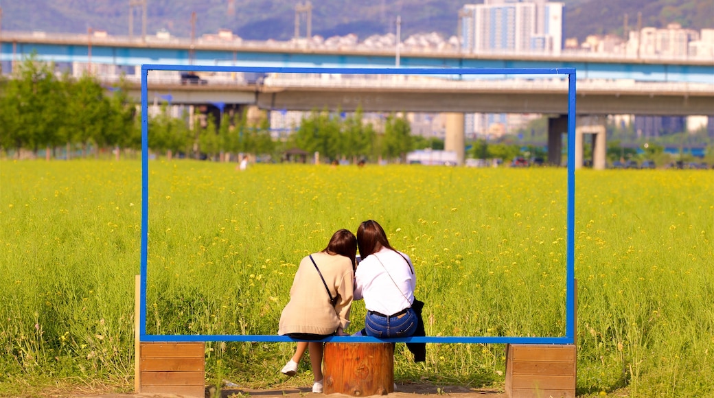 Busan showing wild flowers, a city and tranquil scenes