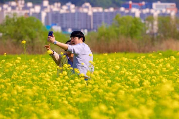 Pusan montrant ville, fleurs sauvages et scĂšnes tranquilles