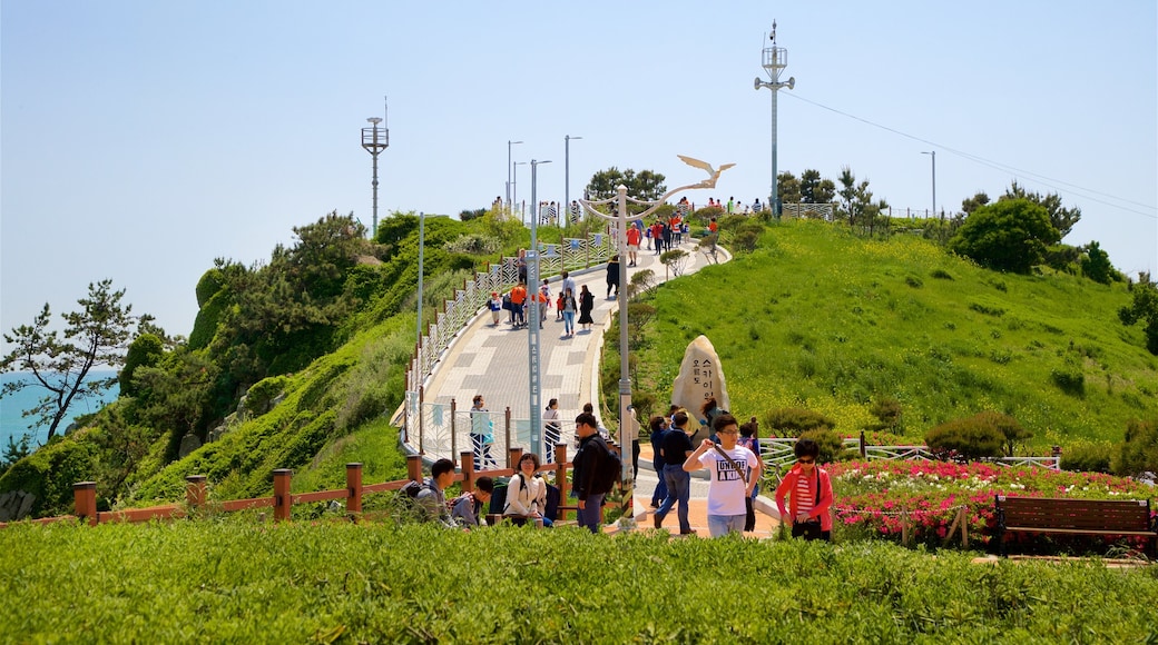 Busan showing views, general coastal views and flowers