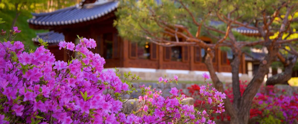 Casa de Gangneung Seongyojang que incluye elementos del patrimonio y flores silvestres