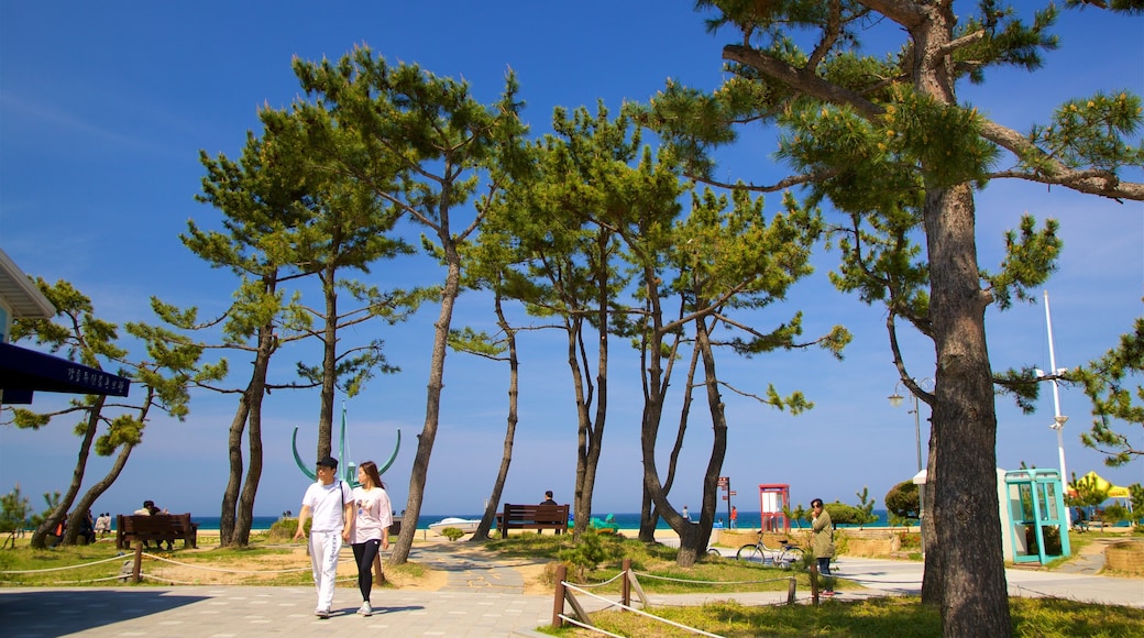 Gangneung som inkluderar en trädgård och kustutsikter såväl som ett par