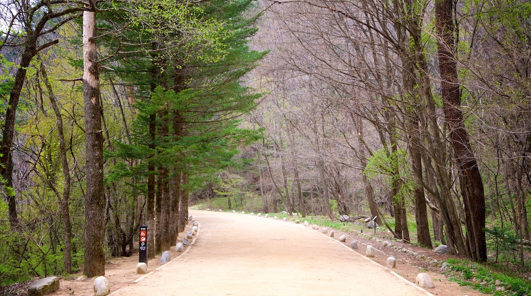 Woljeongsa Temple showing a garden and forests