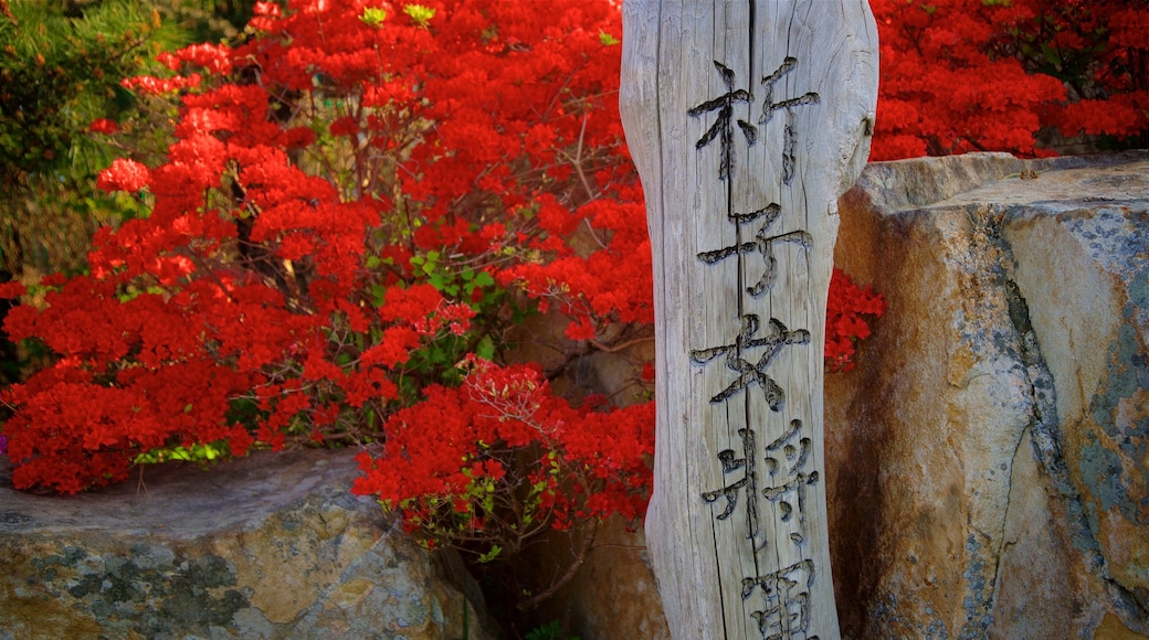 Gangneung som inkluderar skyltar och blommor