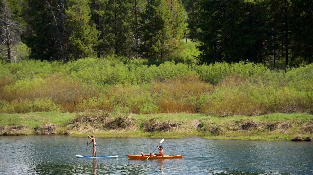 Oxbow Bend showing a river or creek, kayaking or canoeing and wetlands