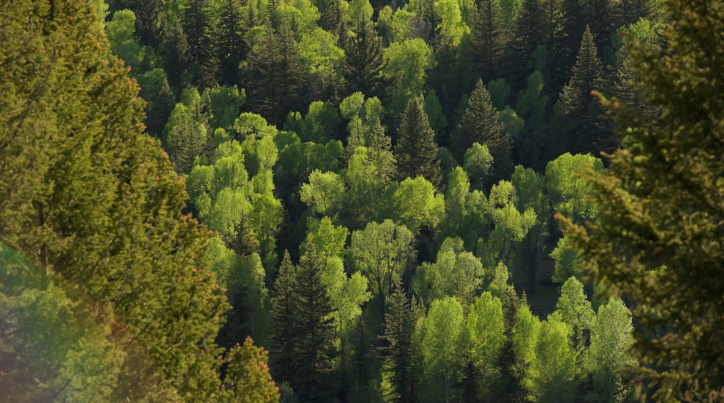 Moran showing forest scenes