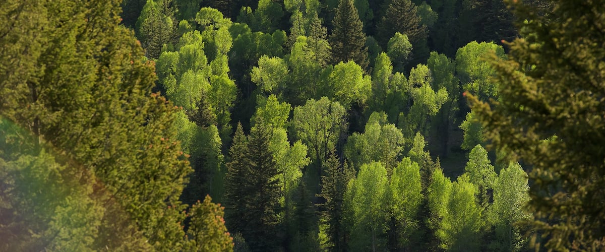 Moran featuring forests