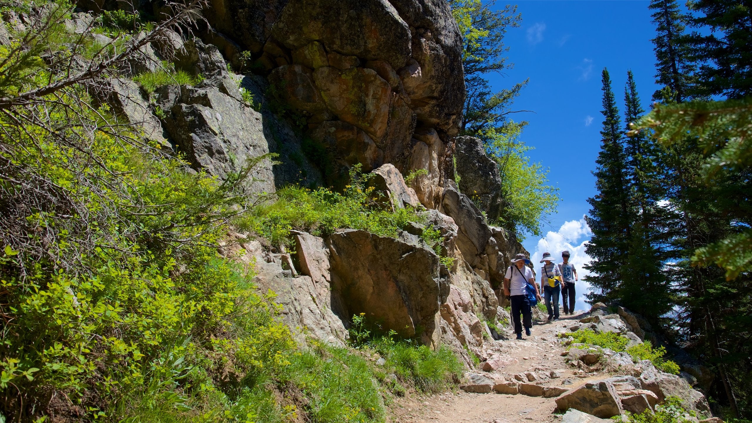 Jenny Lake featuring forests and hiking or walking as well as a small group of people
