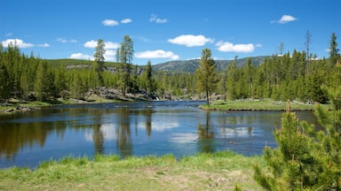 Yellowstone National Park showing a river or creek and forest scenes