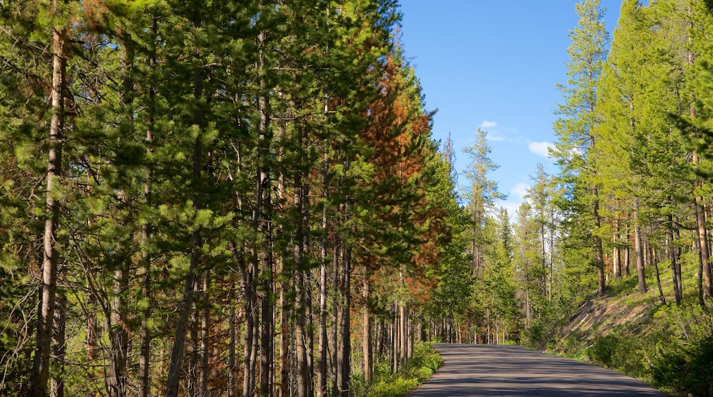 Grand Teton National Park mostrando cenas de floresta