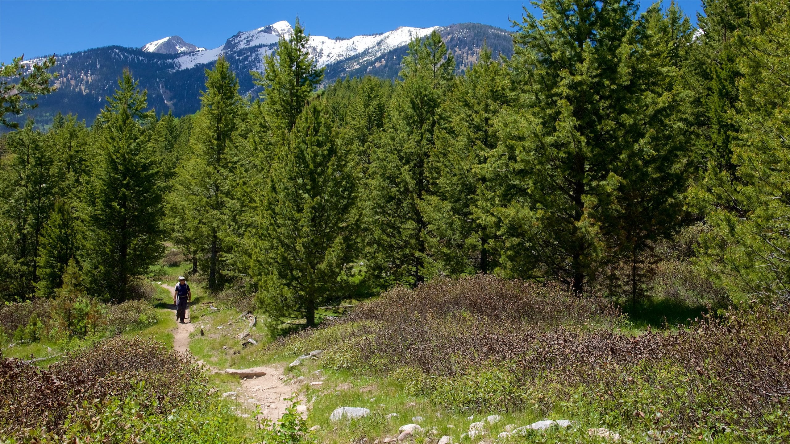 Parque Nacional Grand Teton mostrando montañas, bosques y escenas tranquilas