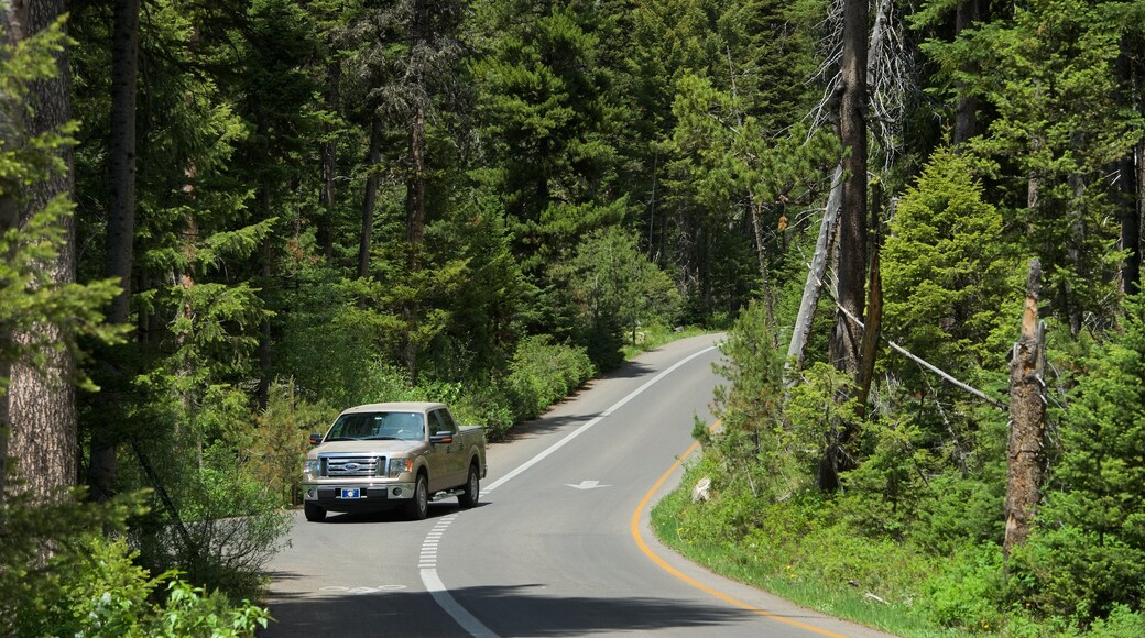 Jenny Lake showing forest scenes, 4-wheel driving and tranquil scenes