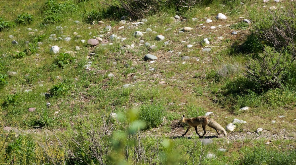 Grand Teton National Park showing tranquil scenes and cuddly or friendly animals