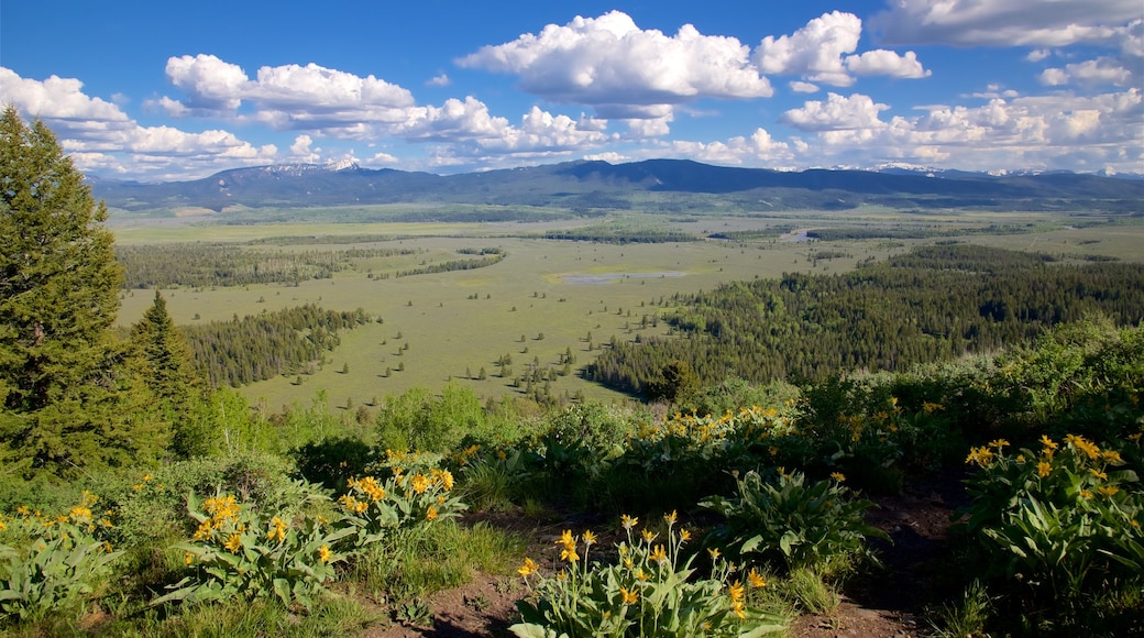 Grand-Teton-Nationalpark das einen ruhige Szenerie, Wildblumen und Landschaften