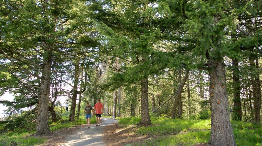 Parque Nacional Grand Teton ofreciendo senderismo o caminata y bosques y también una pareja