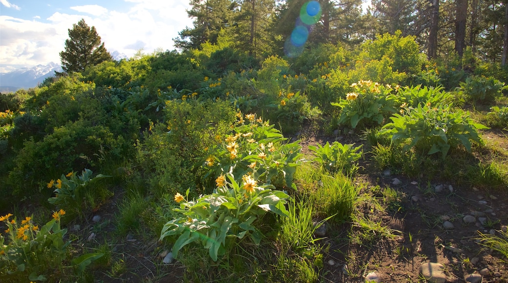 Grand Teton National Park showing a sunset and wildflowers