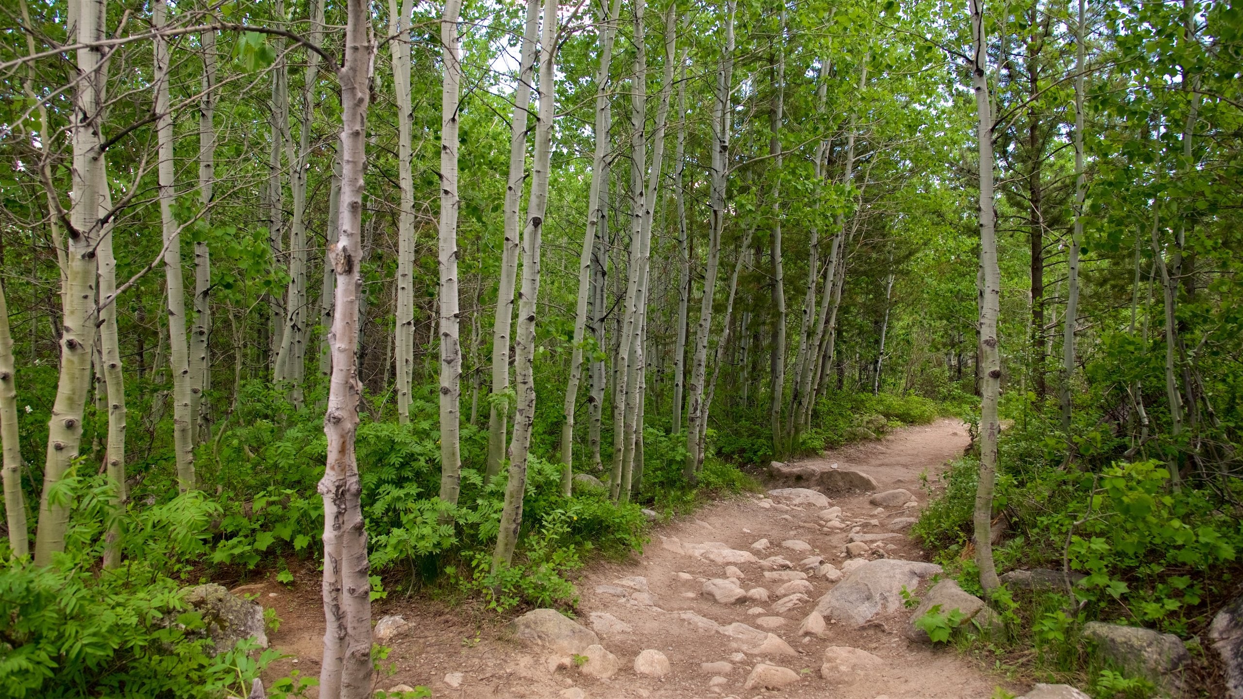 Parque Nacional Grand Teton ofreciendo escenas forestales