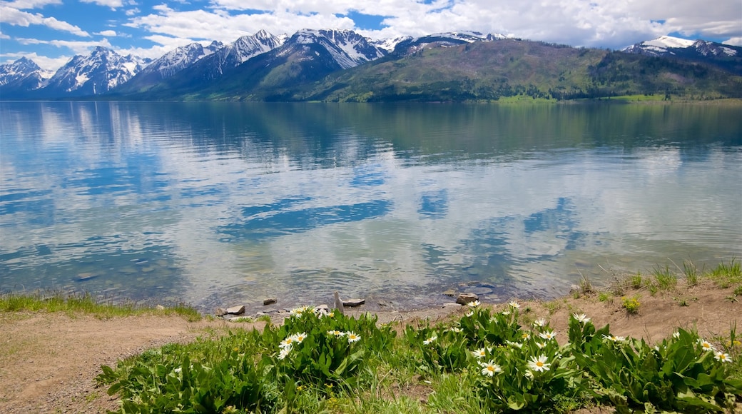 Jackson Lake toont wilde bloemen en een meer of poel