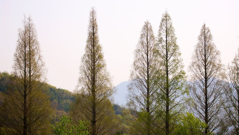 Yongin which includes a sunset and forests