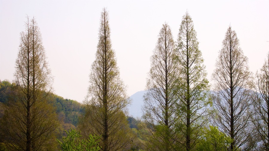 Yongin montrant forêts et coucher de soleil
