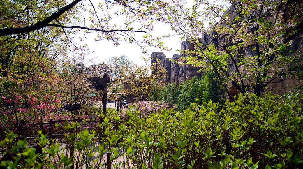 Everland showing a park and wild flowers