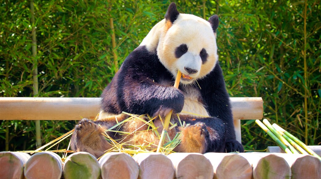 Everland mostrando animais terrestres e animais de zoológico