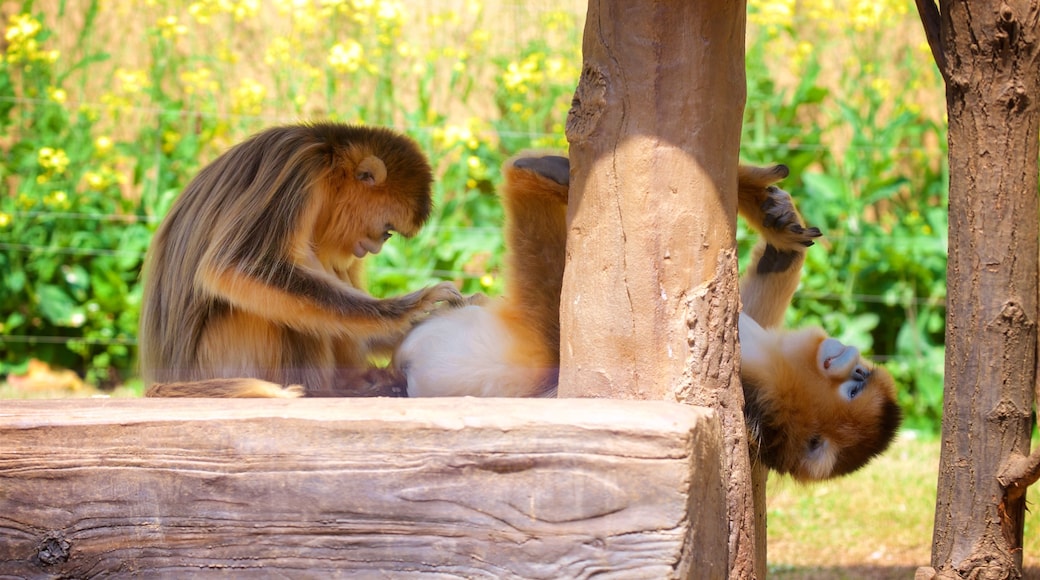 Everland showing cuddly or friendly animals and zoo animals